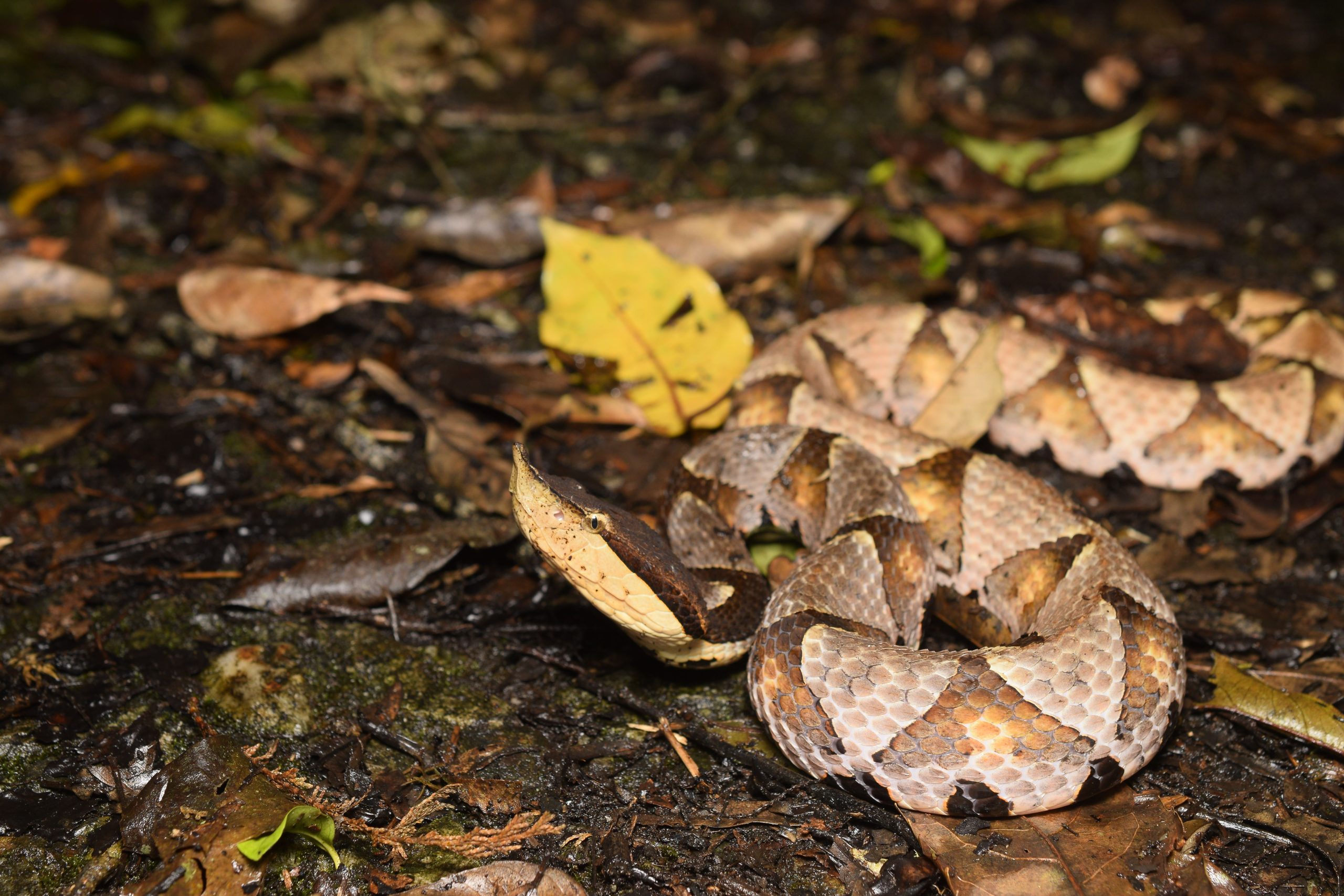 Large sharp-nosed pitviper, Deinagkistrodon acutus, crossing a forest path