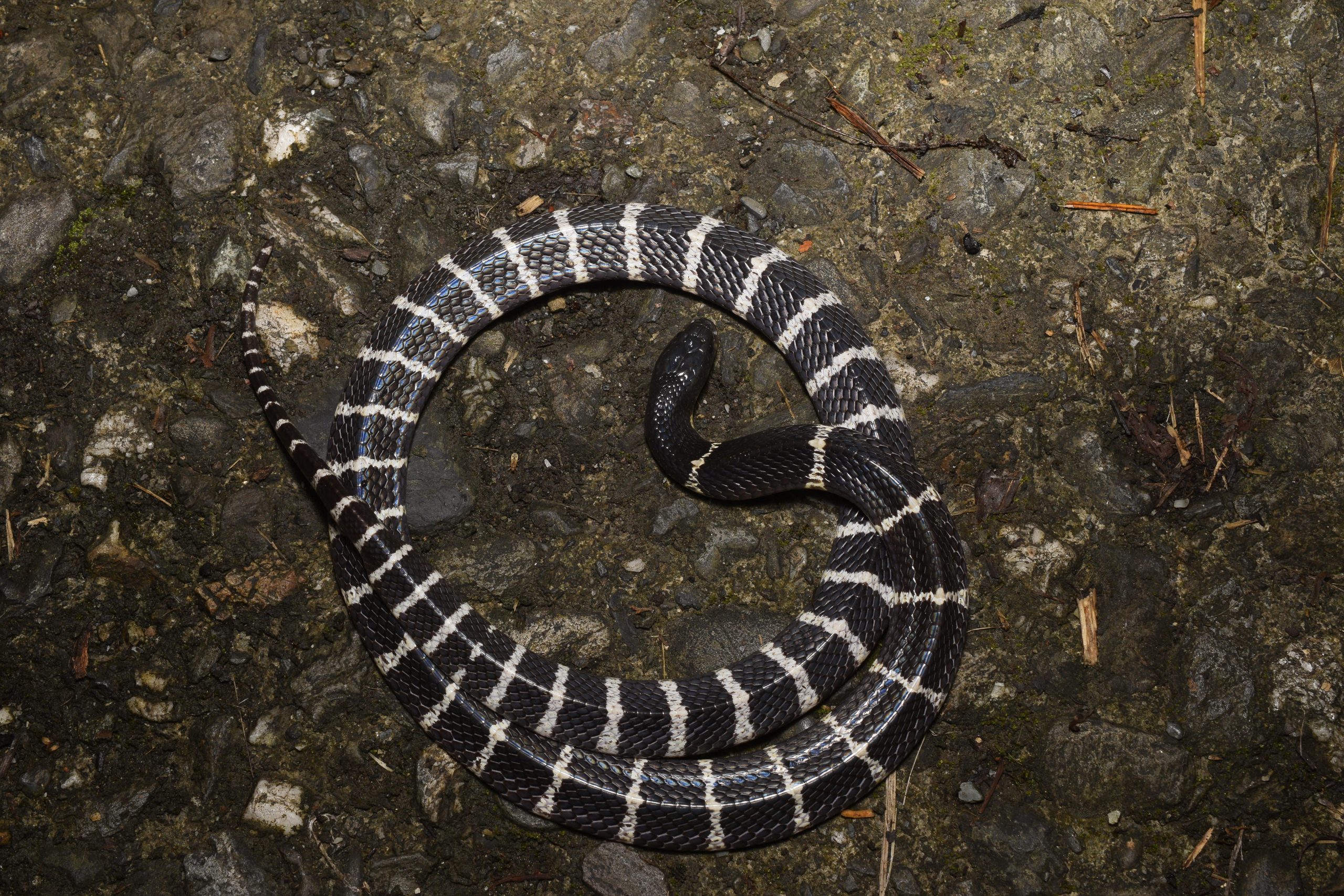 Many-banded krait, Bungarus multicinctus, road cruised at night