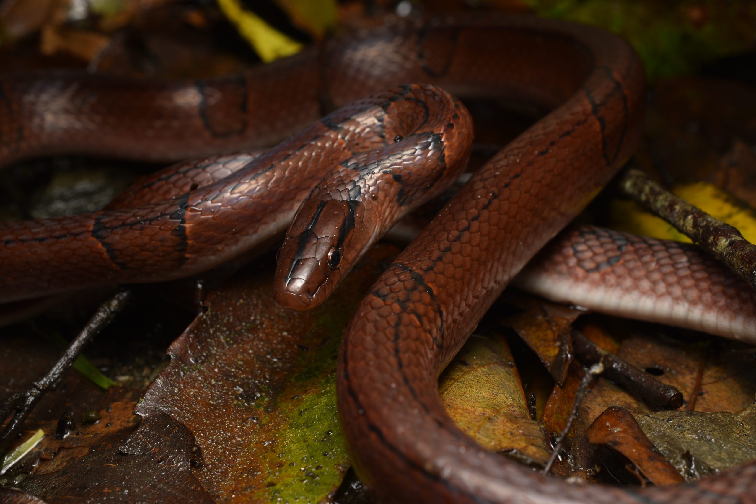 Red bamboo ratsnake, Oreocryptophis porphyraceus, in Taiwan