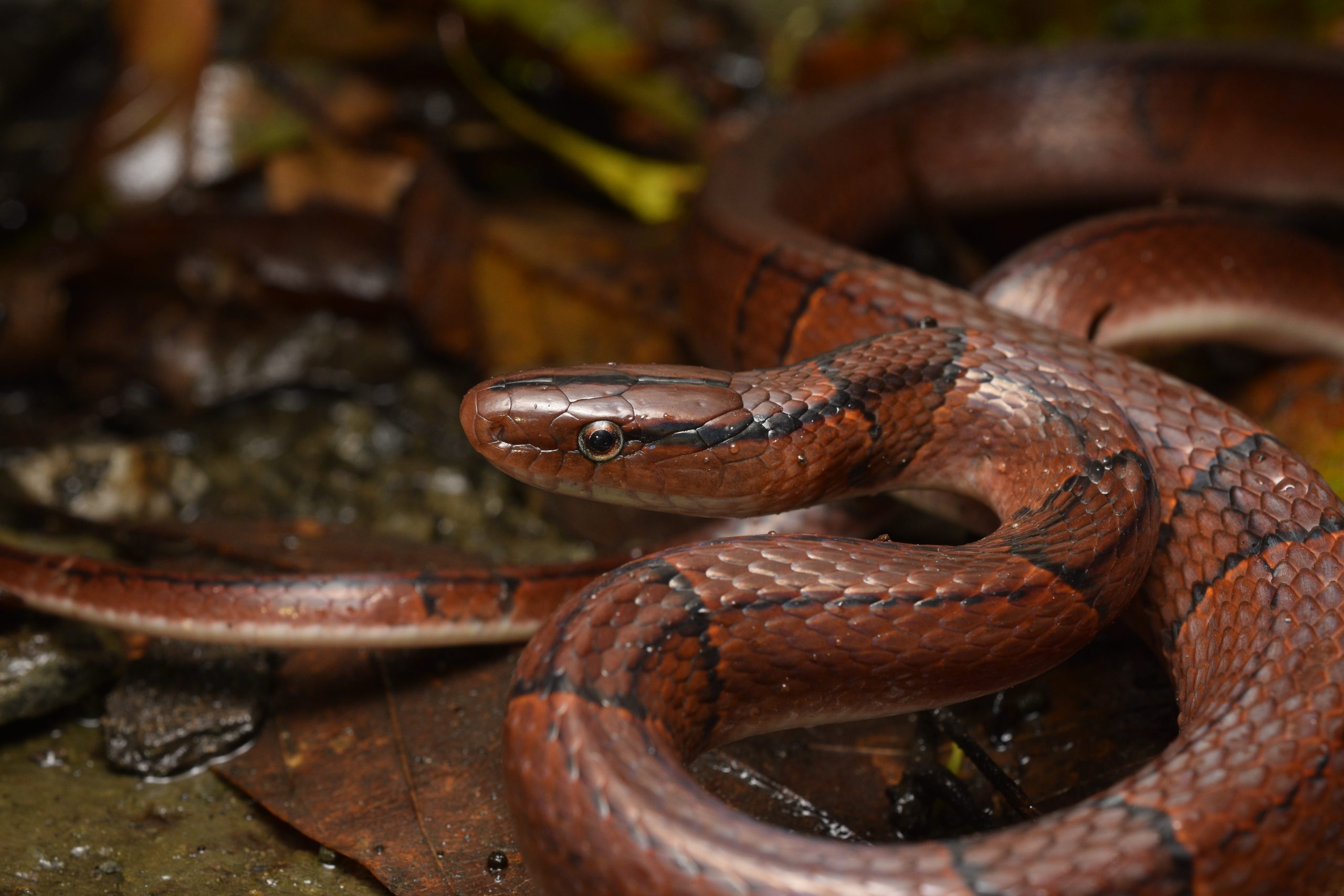 Red bamboo Ratsnake (oreocryptophis porphyraceus) a rare and sought after colubrid found in Taiwan