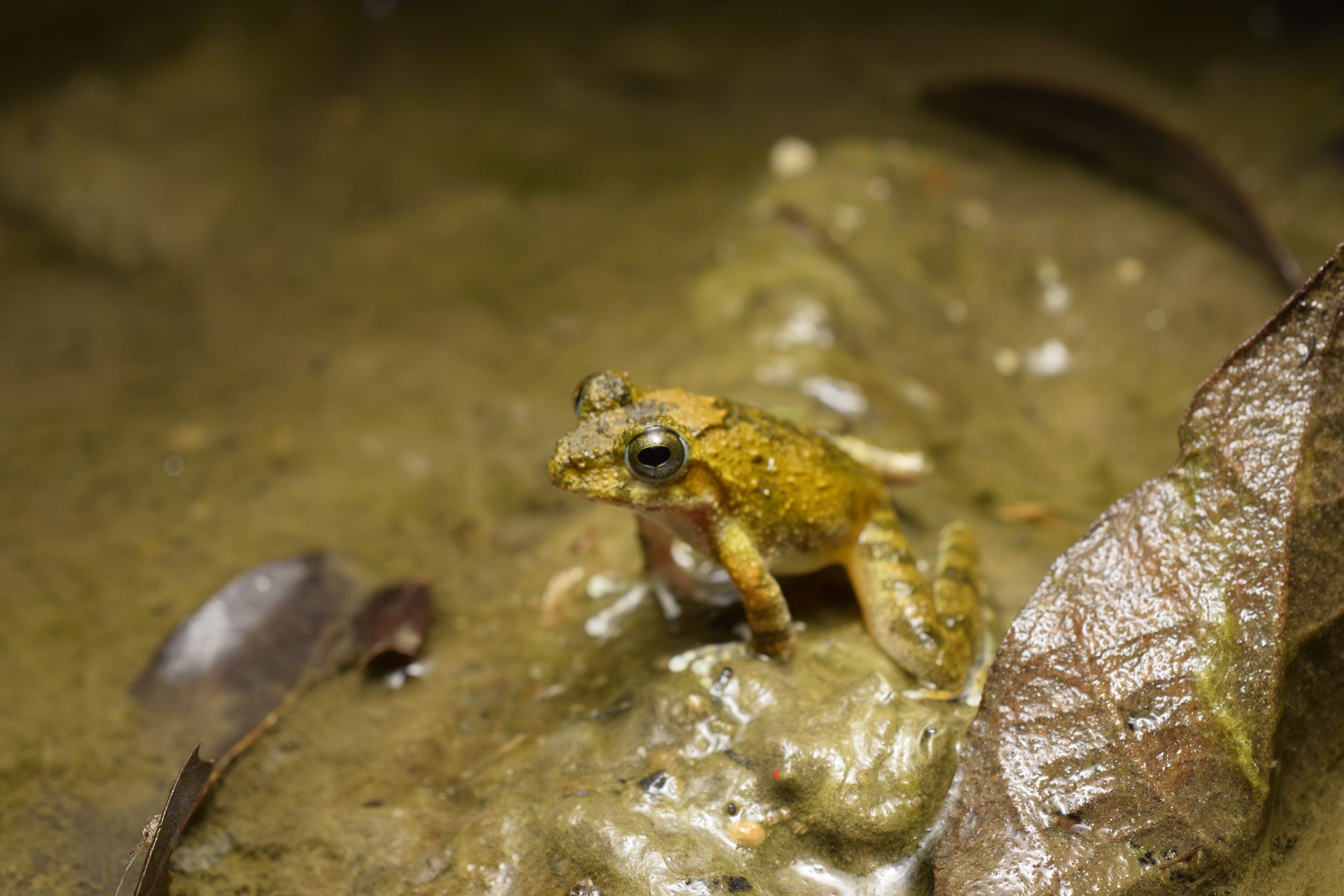 Buergeria otai, a treefrog species found in Taiwan