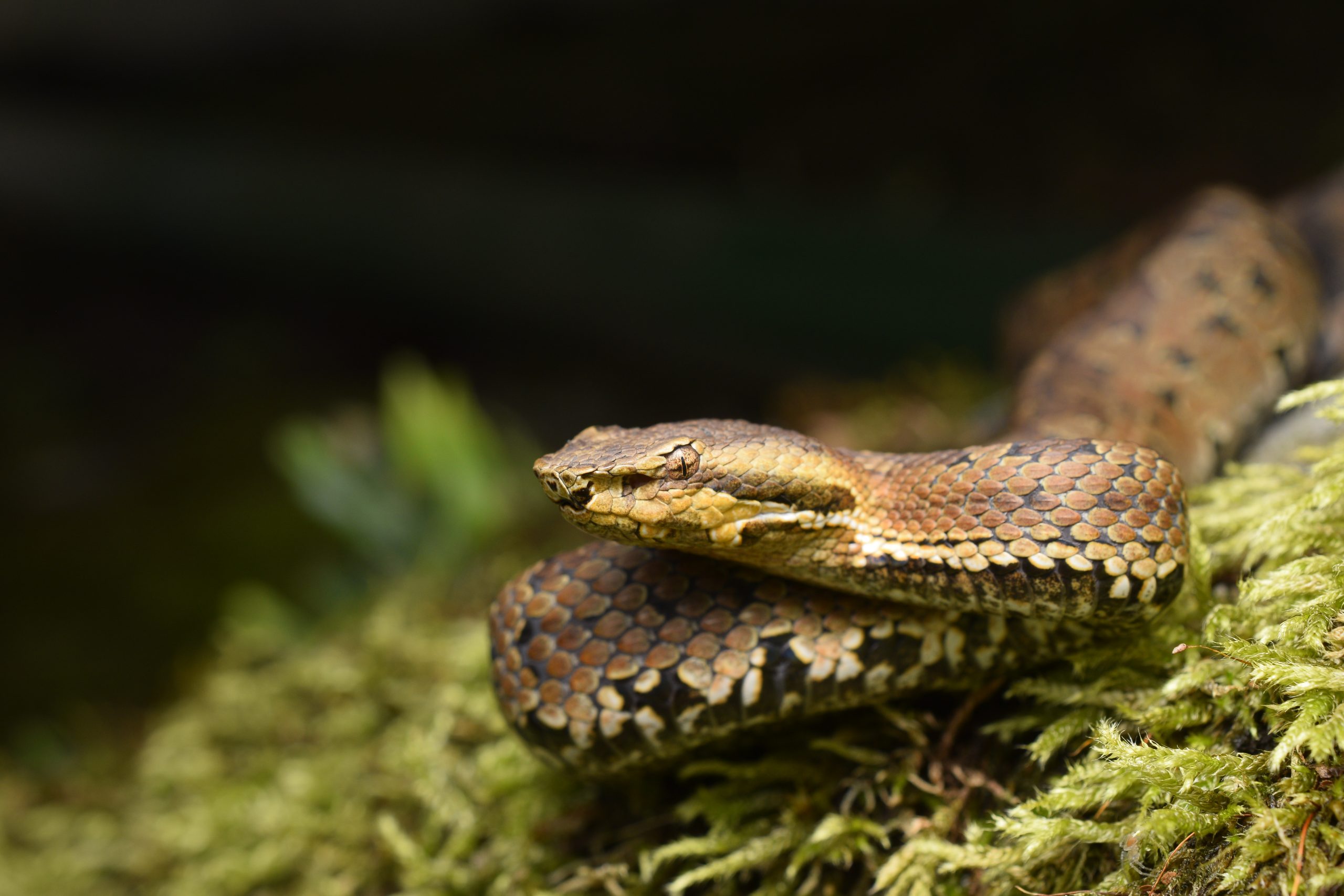 Taiwan mountain pitviper, Trimeresurus gracilis, endemic high-altitude pitviper