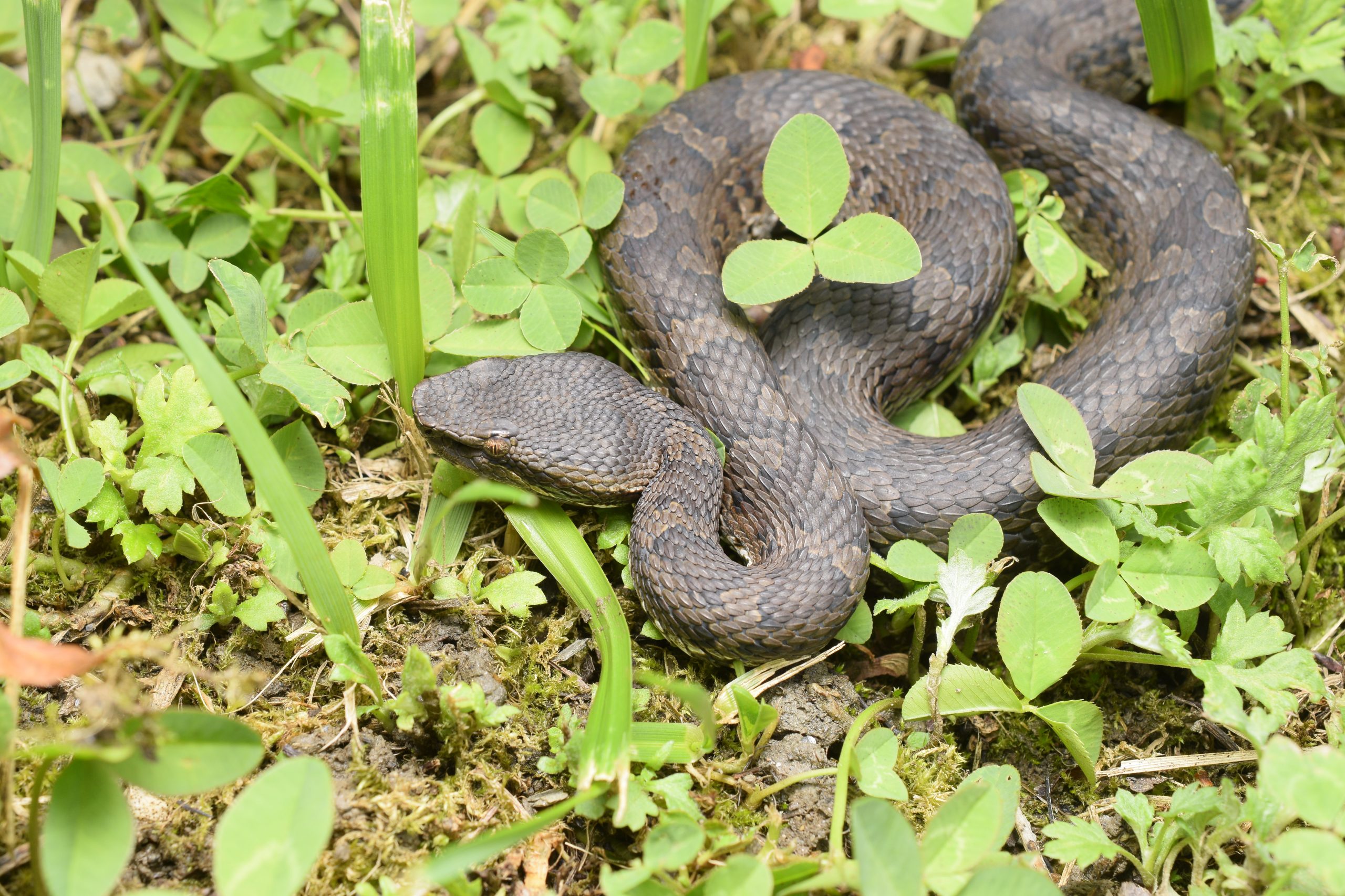 Darker colour form of the Taiwan mountain pitviper, Trimeresurus gracilis
