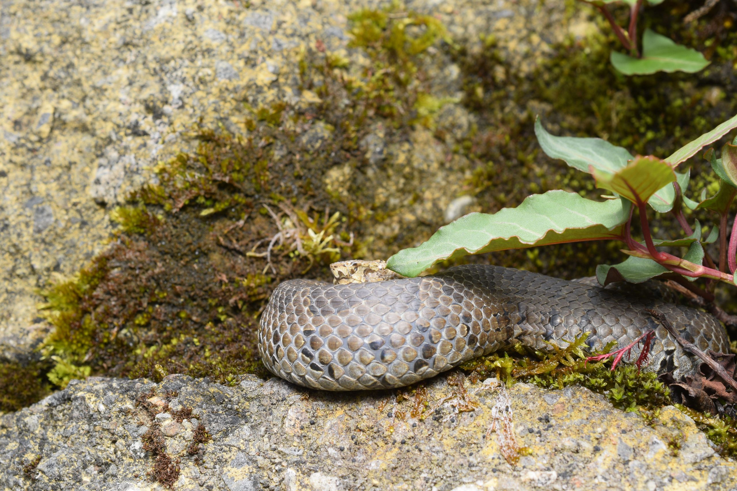 Taiwan mountain pitviper, Trimeresurus gracilis, in situ on a rock wall