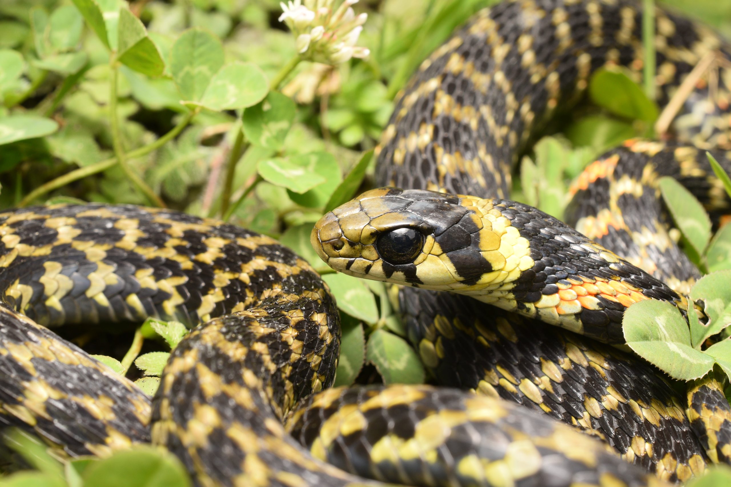 Taiwan keelback, Rhabdophis formosanus, endemic to Taiwan