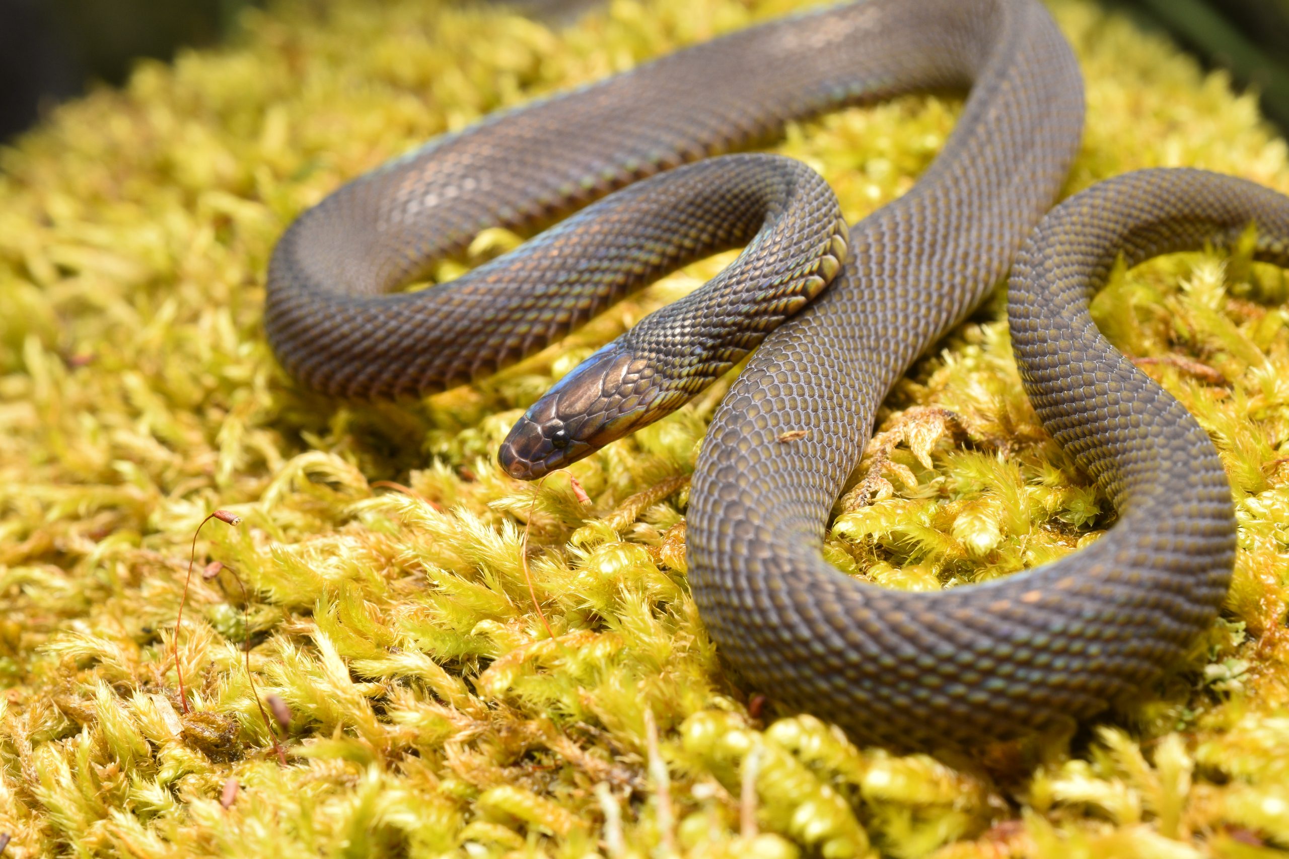 Black stream snake, Achalinus niger, in Taiwan