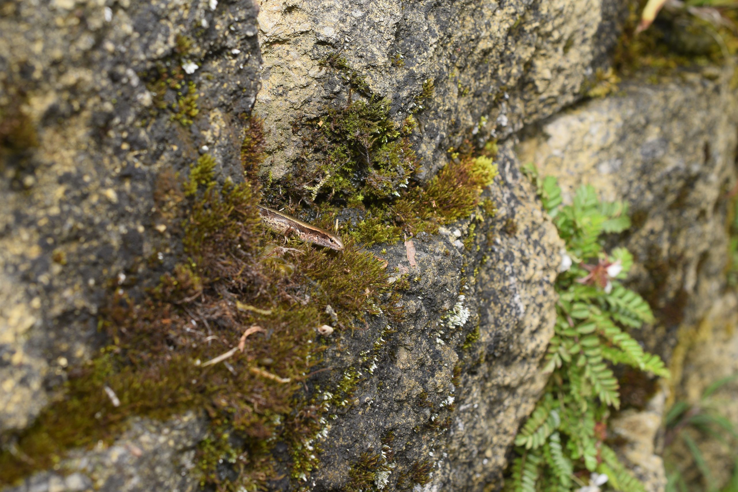 Taiwan skink, Sphenomorphus taiwanensis, in situ on a rock wall