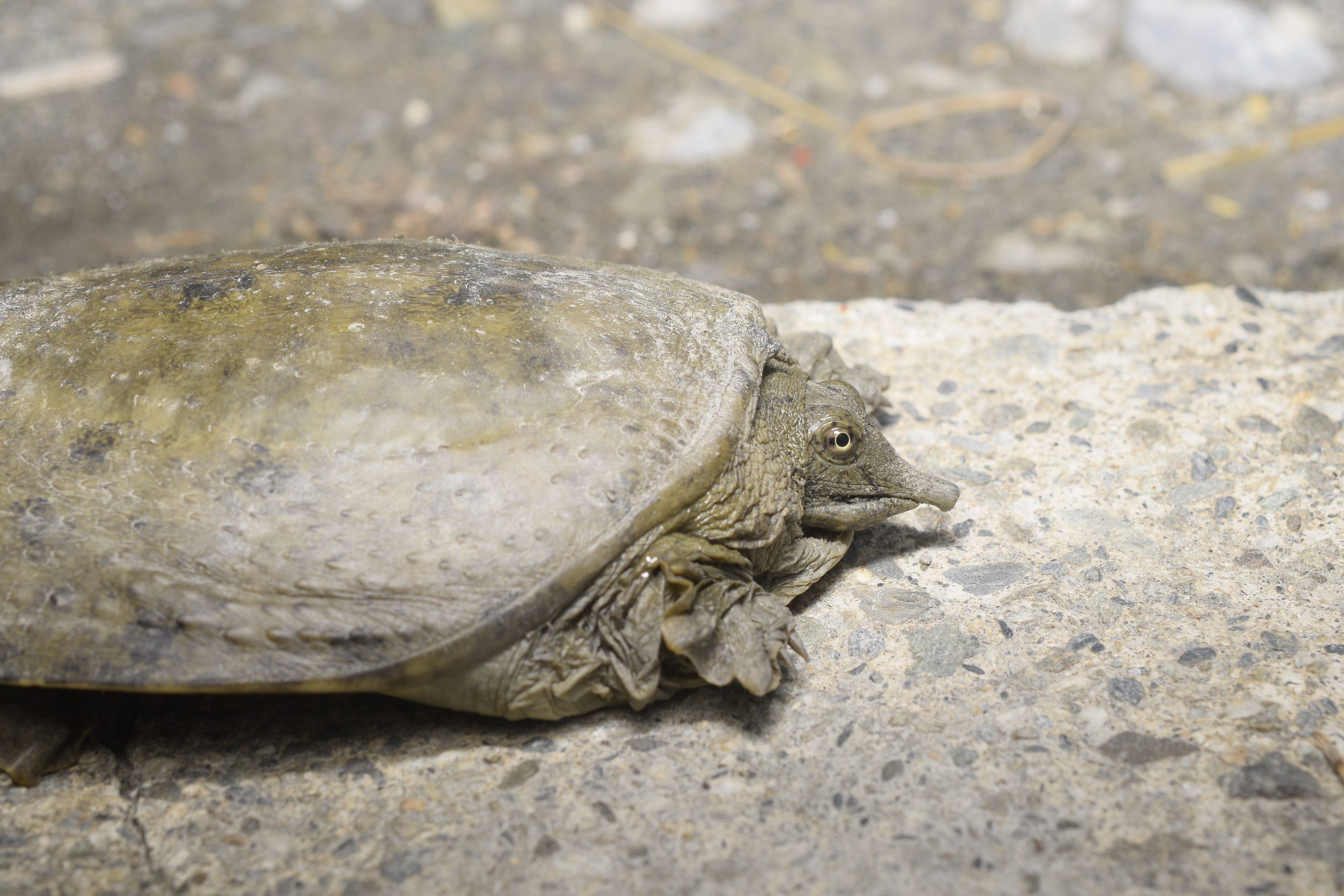 Chinese softshell turtle, Pelodiscus sinensis, in Taiwan