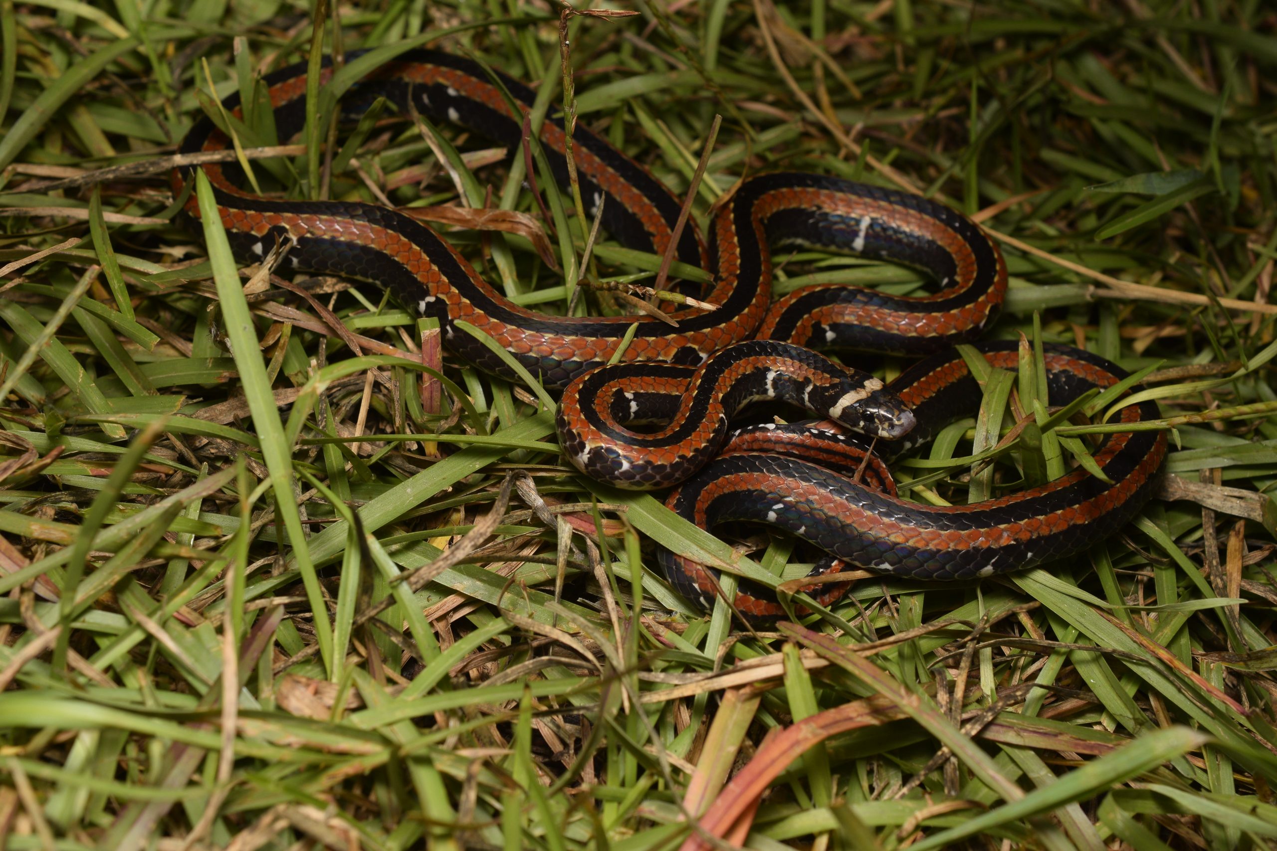Seldom-recorded Taiwan coral snake, Sinomicrurus sauteri