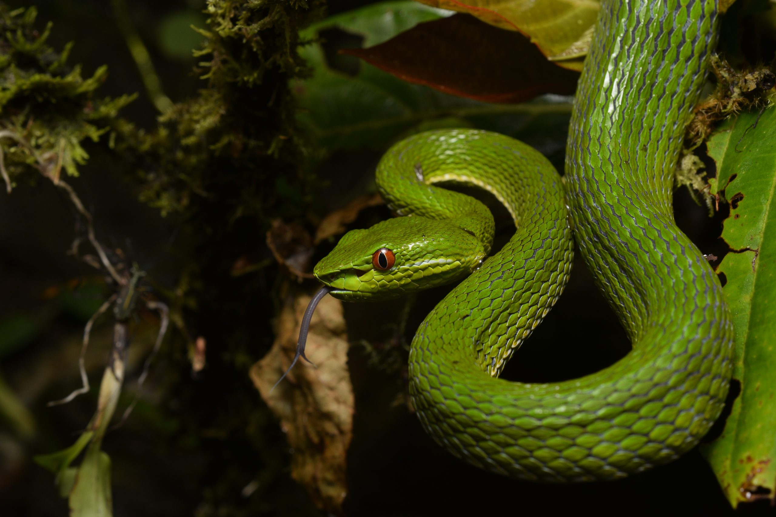 Large Chinese green tree viper, Trimeresurus stejnegeri, in Taiwan