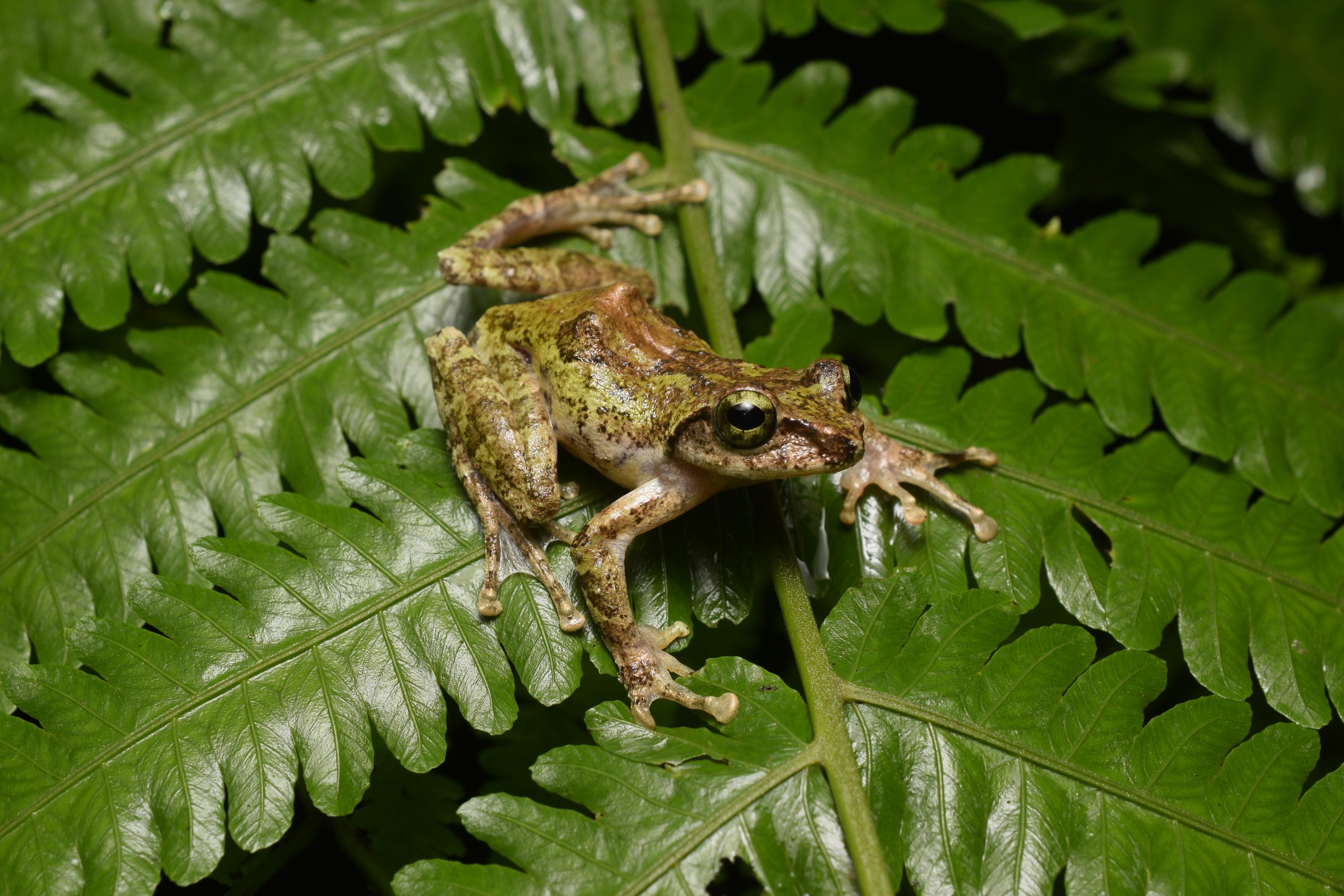 Amber-eyed treefrog, Kurixalus berylliniris, endemic to Taiwan