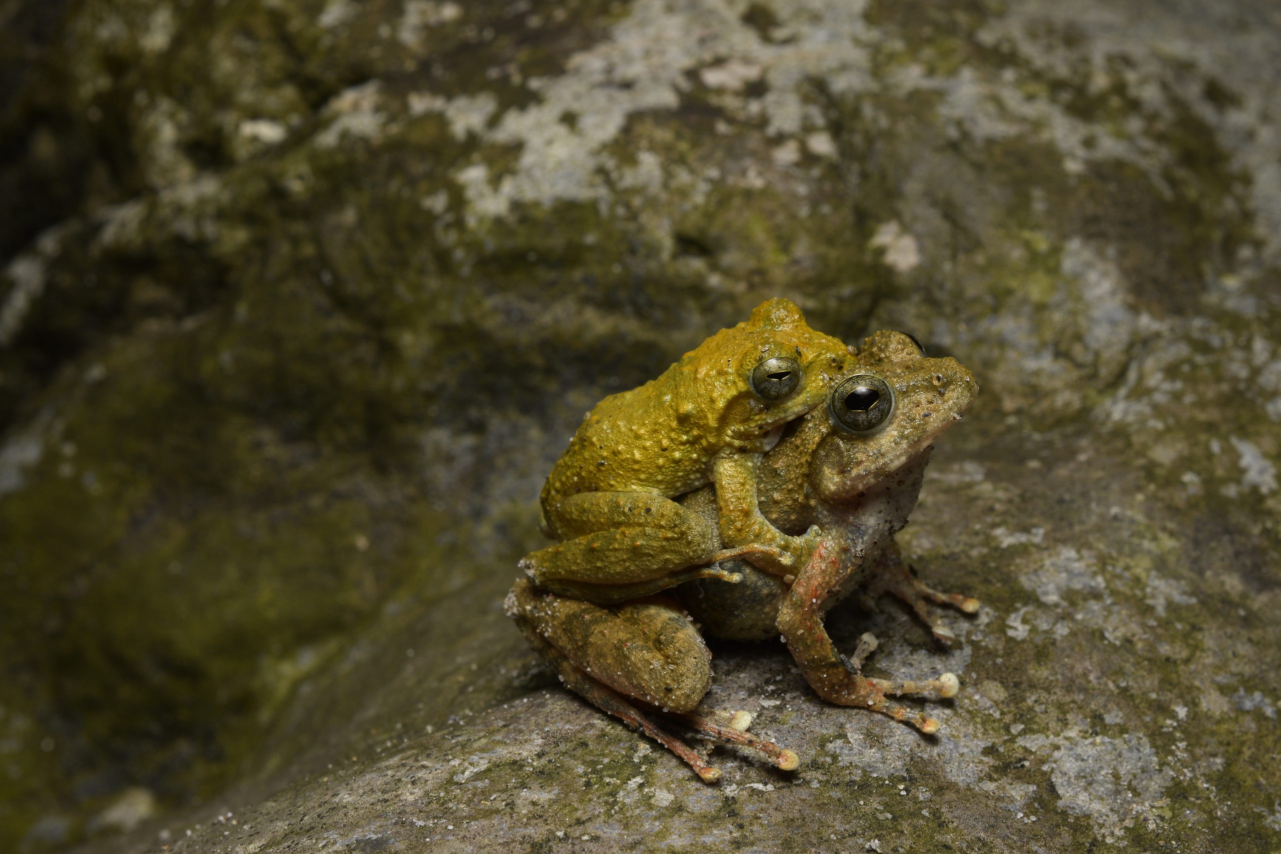 Buergeria otai treefrogs in amplexus