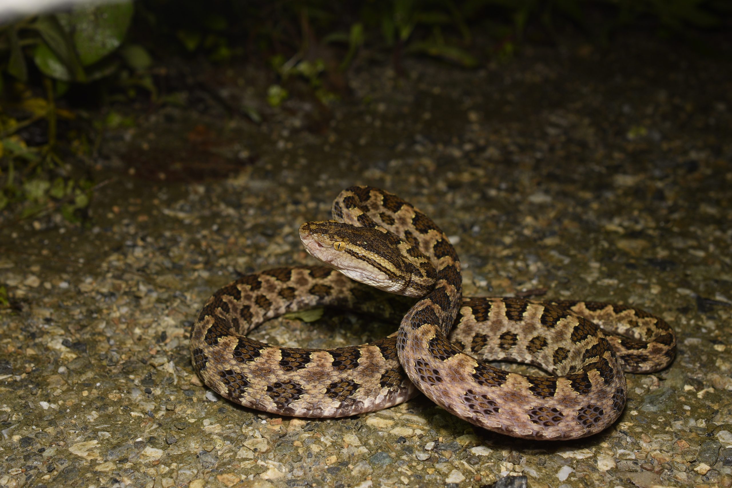 Large brown spotted pitviper, Protobothrops mucrosquamatus, Taiwan habu