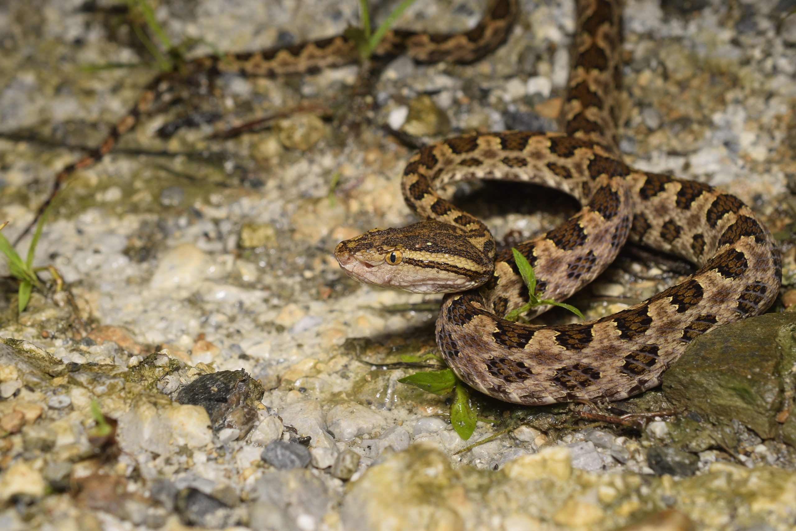 Head shot of a brown spotted pitviper, Protobothrops mucrosquamatus
