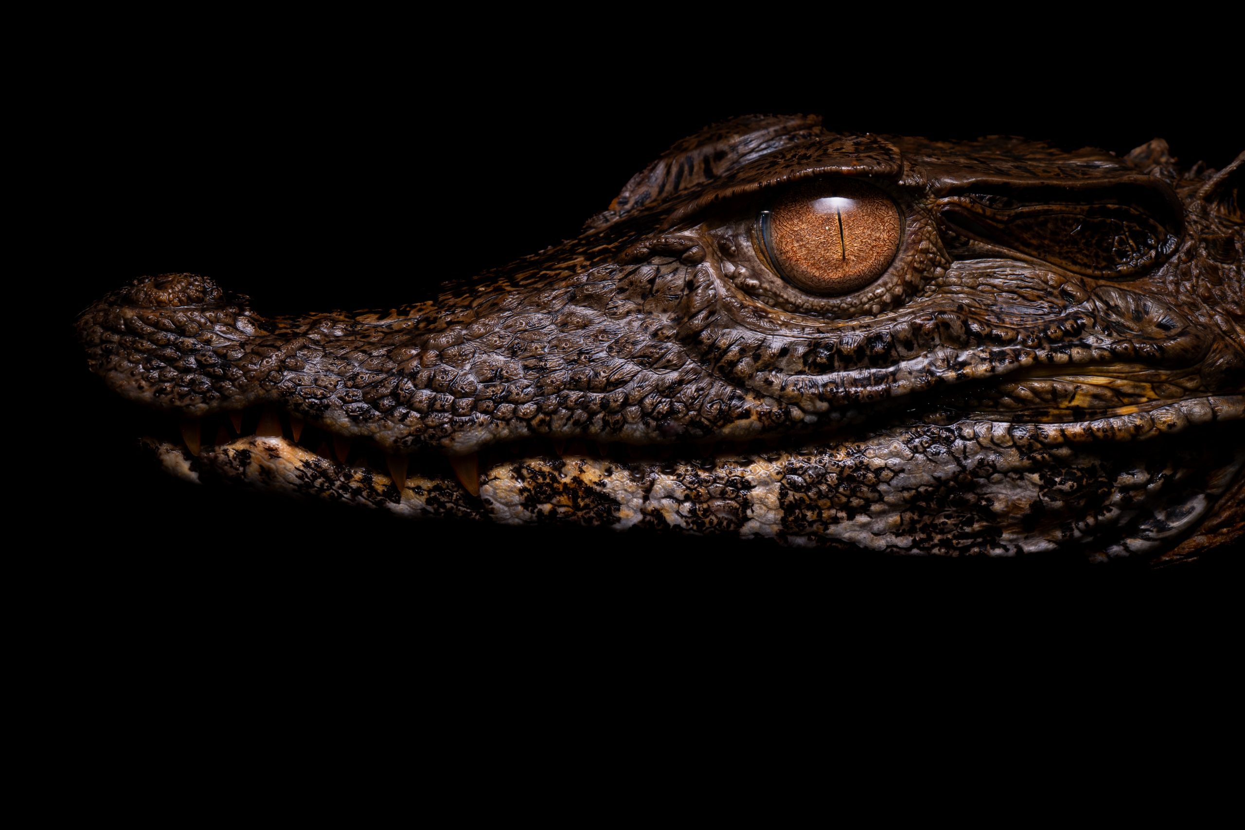 dwarf caiman head detail