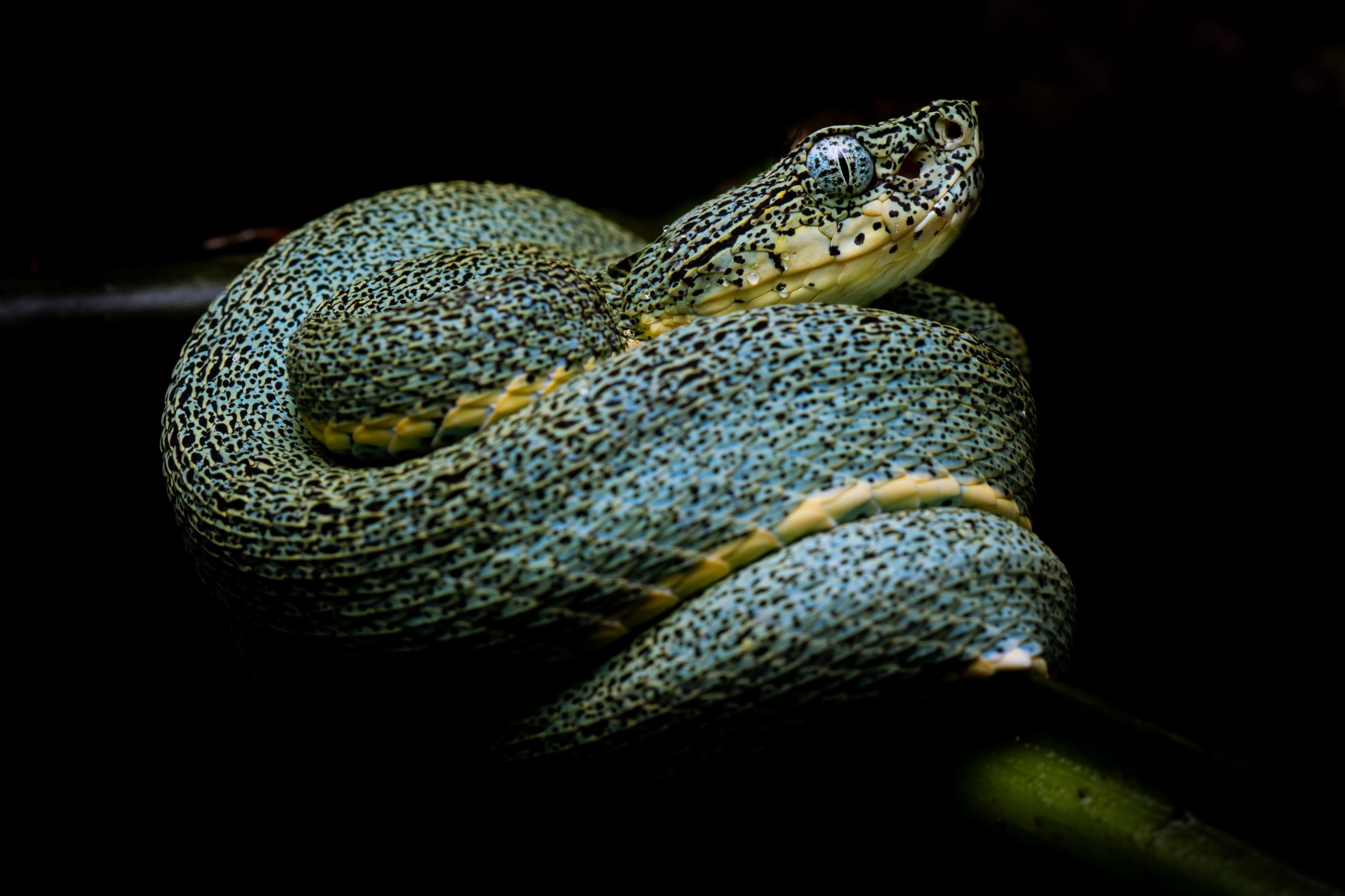 palm pitviper bothrops bilineatus coiled in ambush