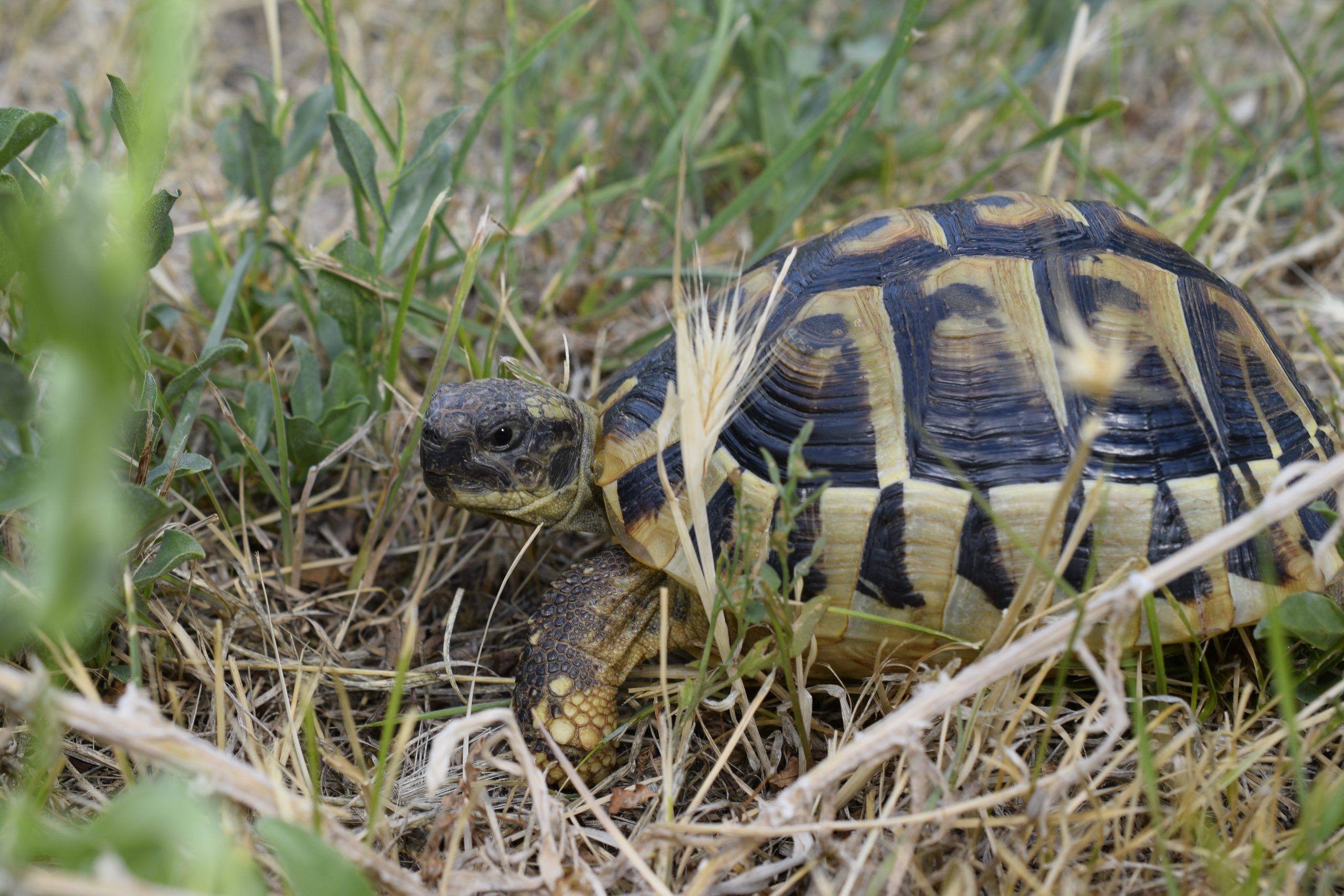 Hermann's tortoise Testudo hermanni in Croatian habitat
