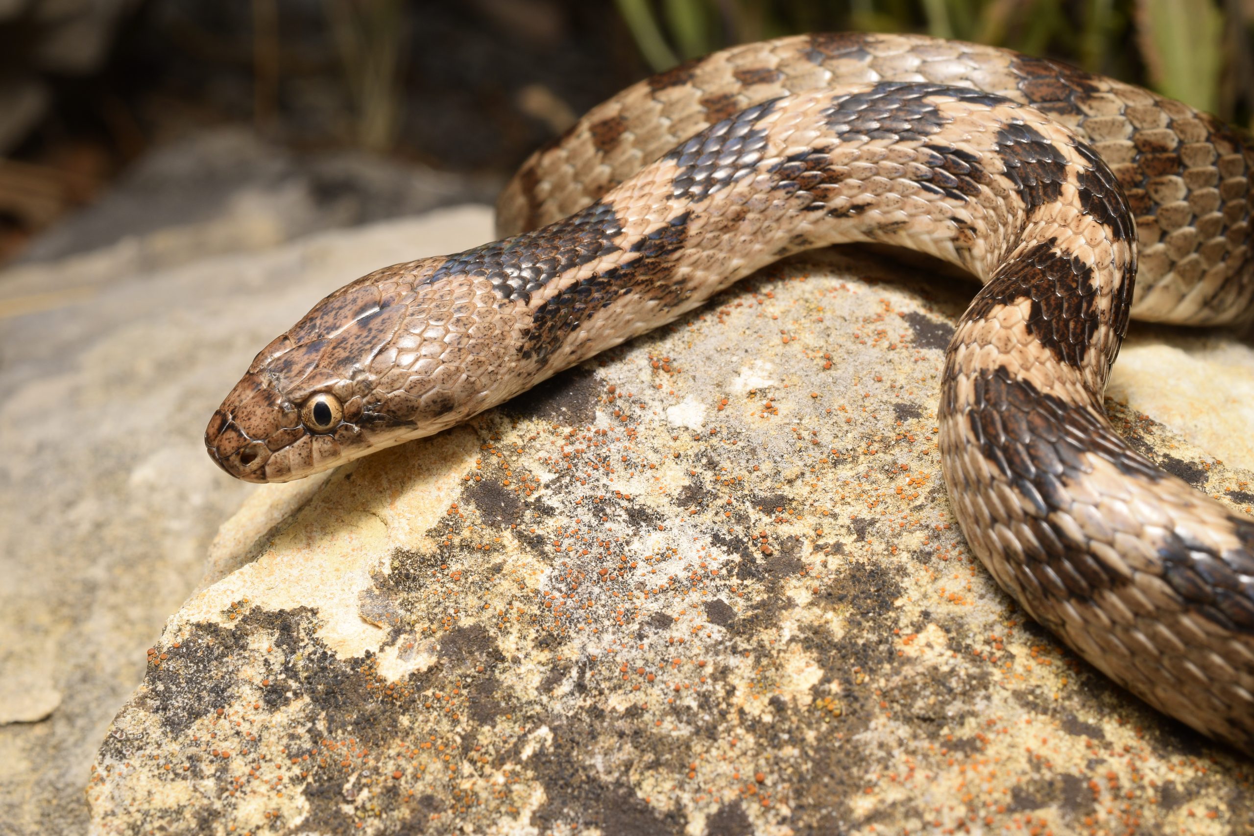 European cat snake Telescopus fallax
