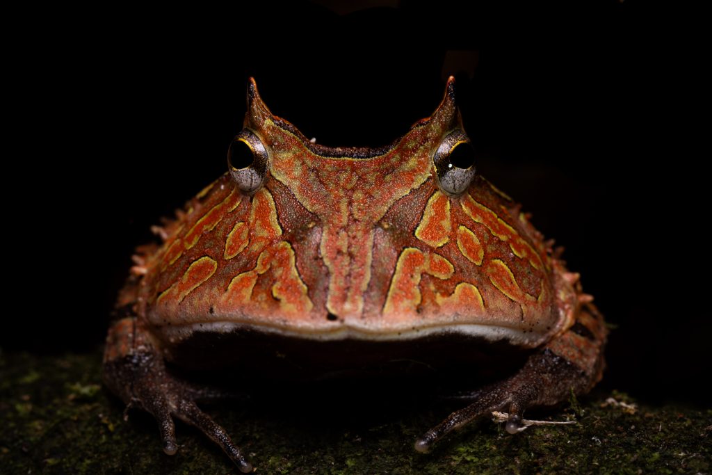 Macro head on shot of Horned Toad or Pac man frog (Ceratophrys cornuta) from Ecuadurian jungle