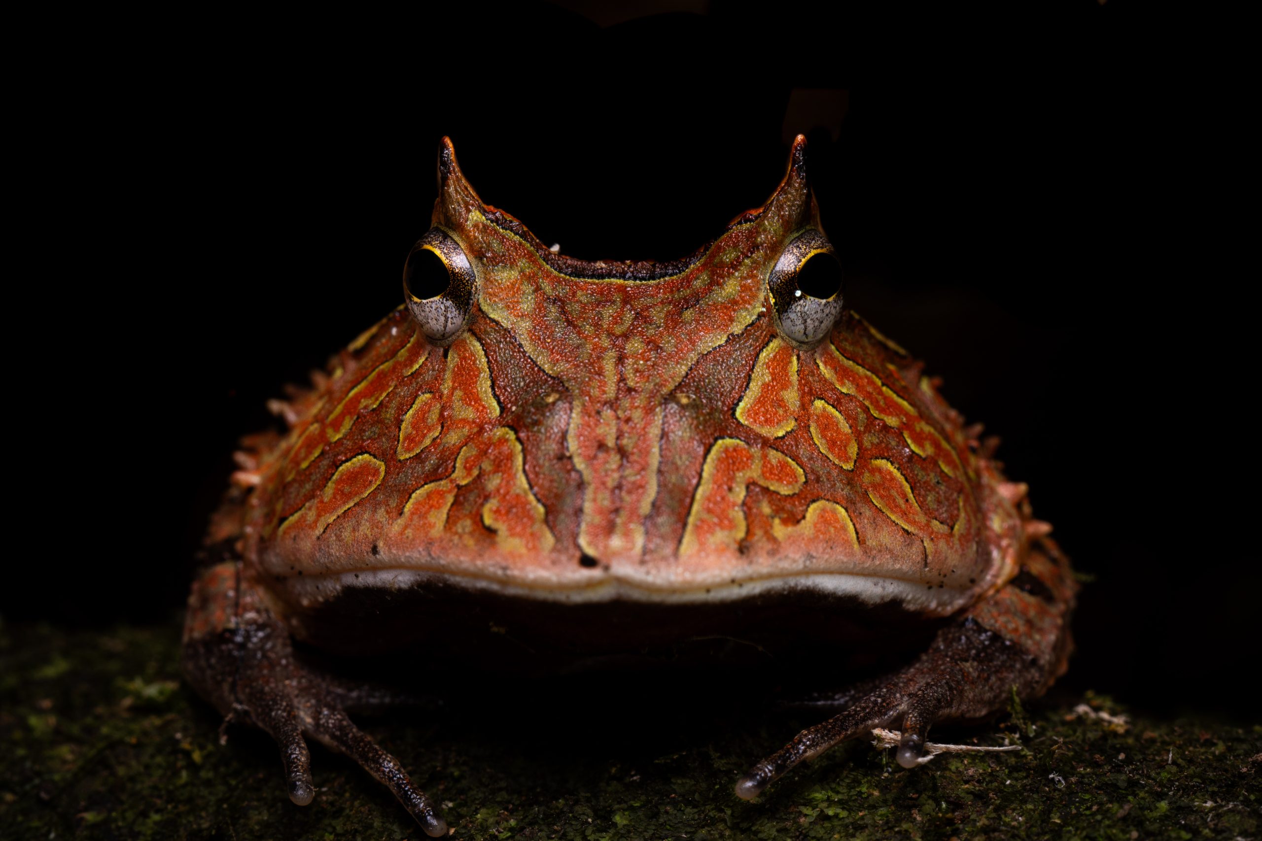 Ecuador rainforest herping habitat