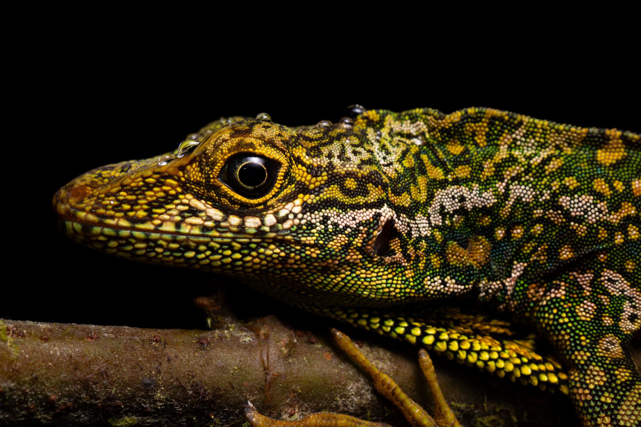 colourful anole