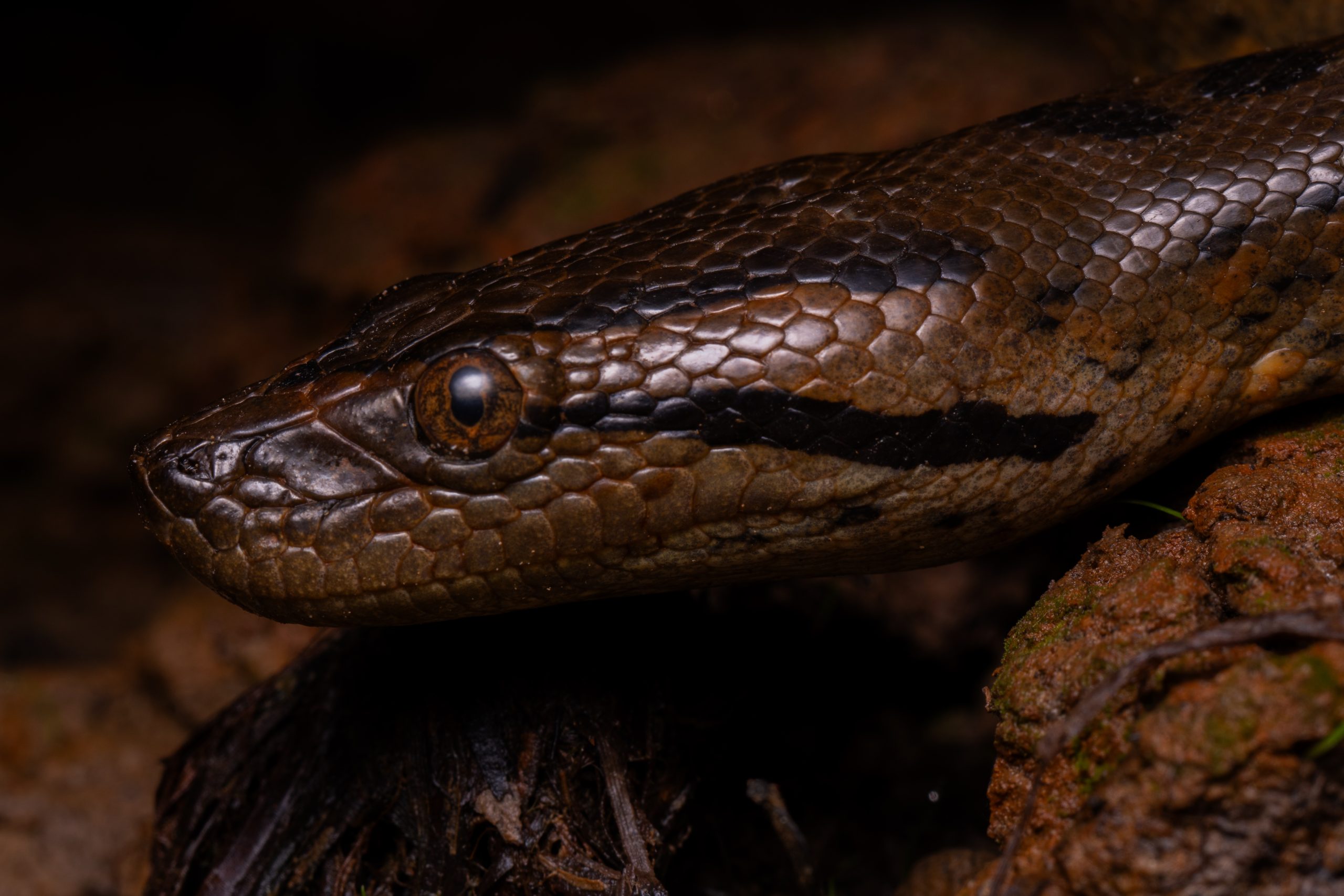 green anaconda head details