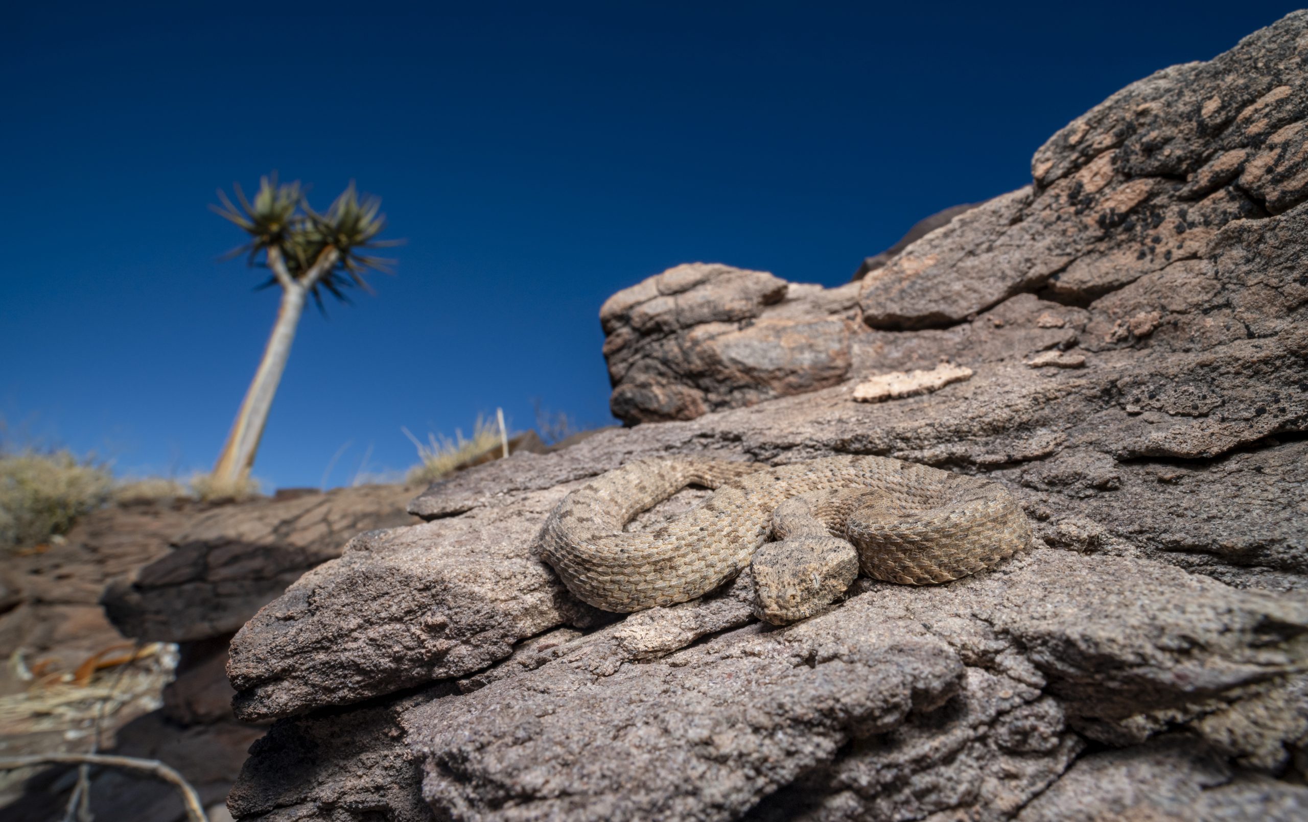 Desert mountain adder Bitis xeropaga on rocky terrain