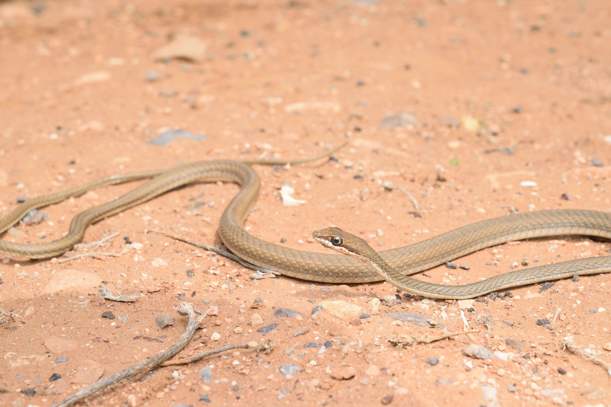 Schokari sand racer Psammophis schokari