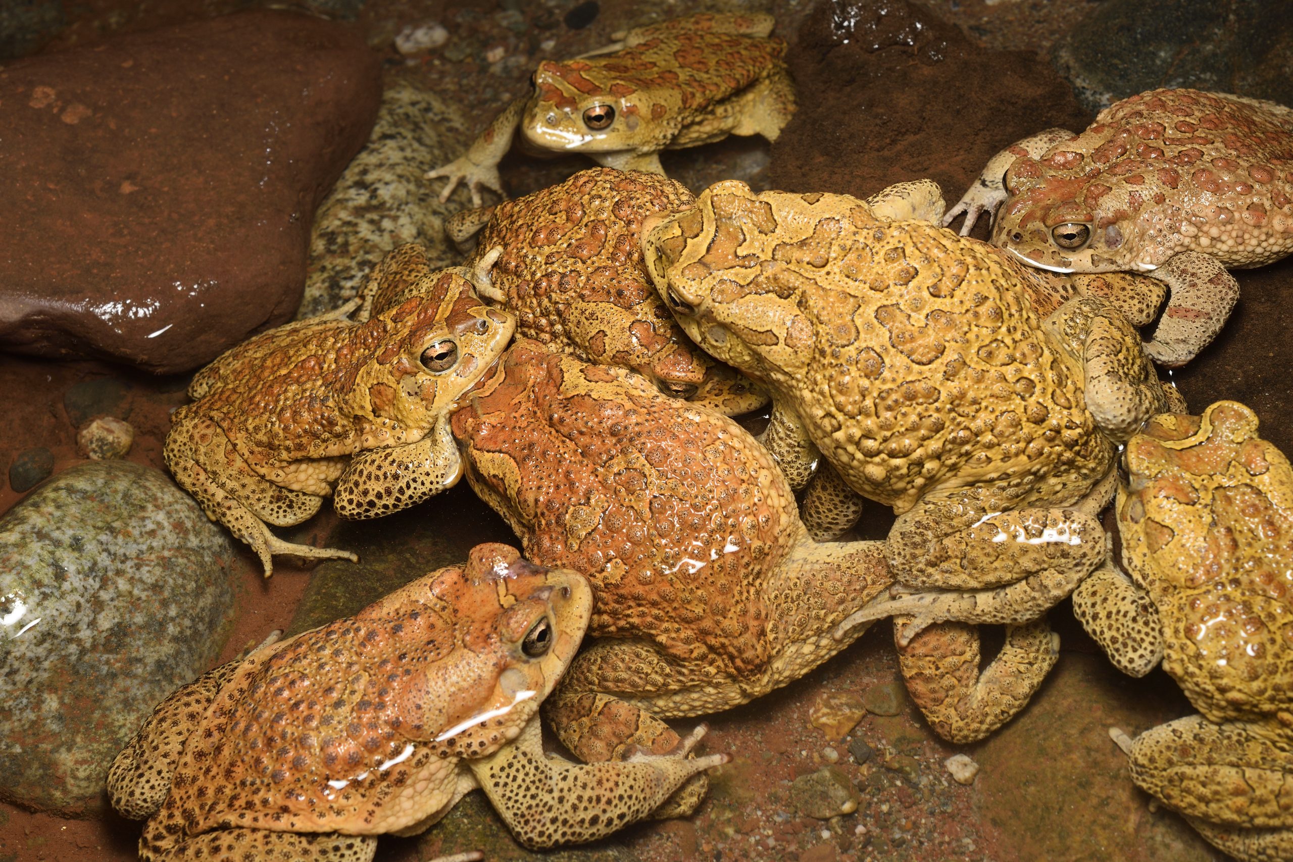 Berber toad Sclerophrys mauritanica breeding aggregation