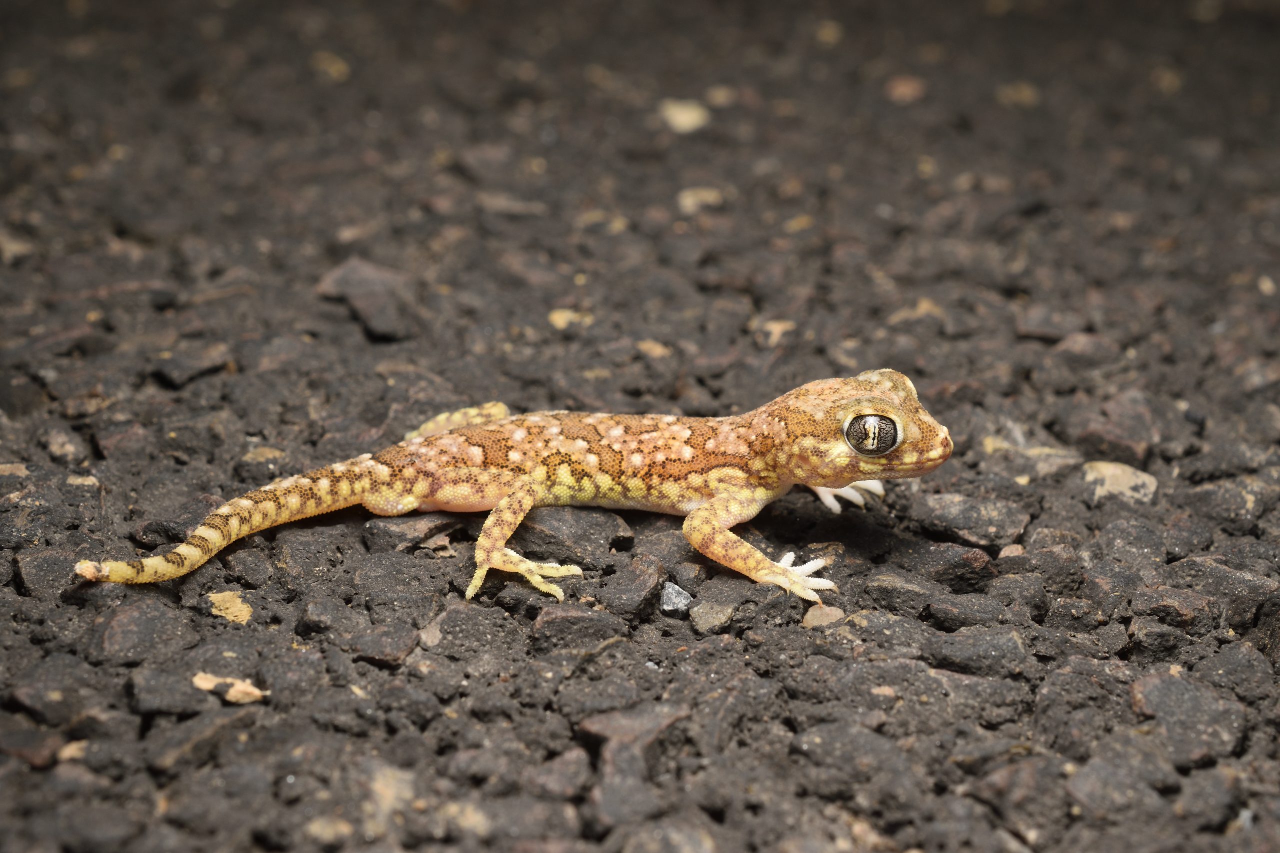 Northern elegant gecko Stenodactylus mauritanicus found on the road during a nocturnal survey